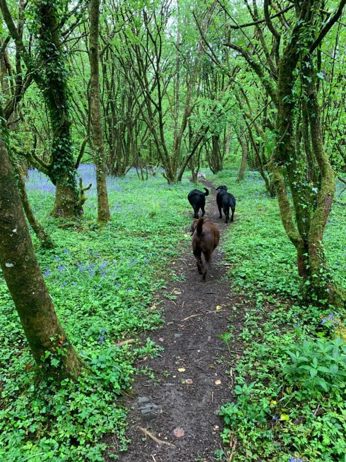 In The Woods Chalet Llandybie