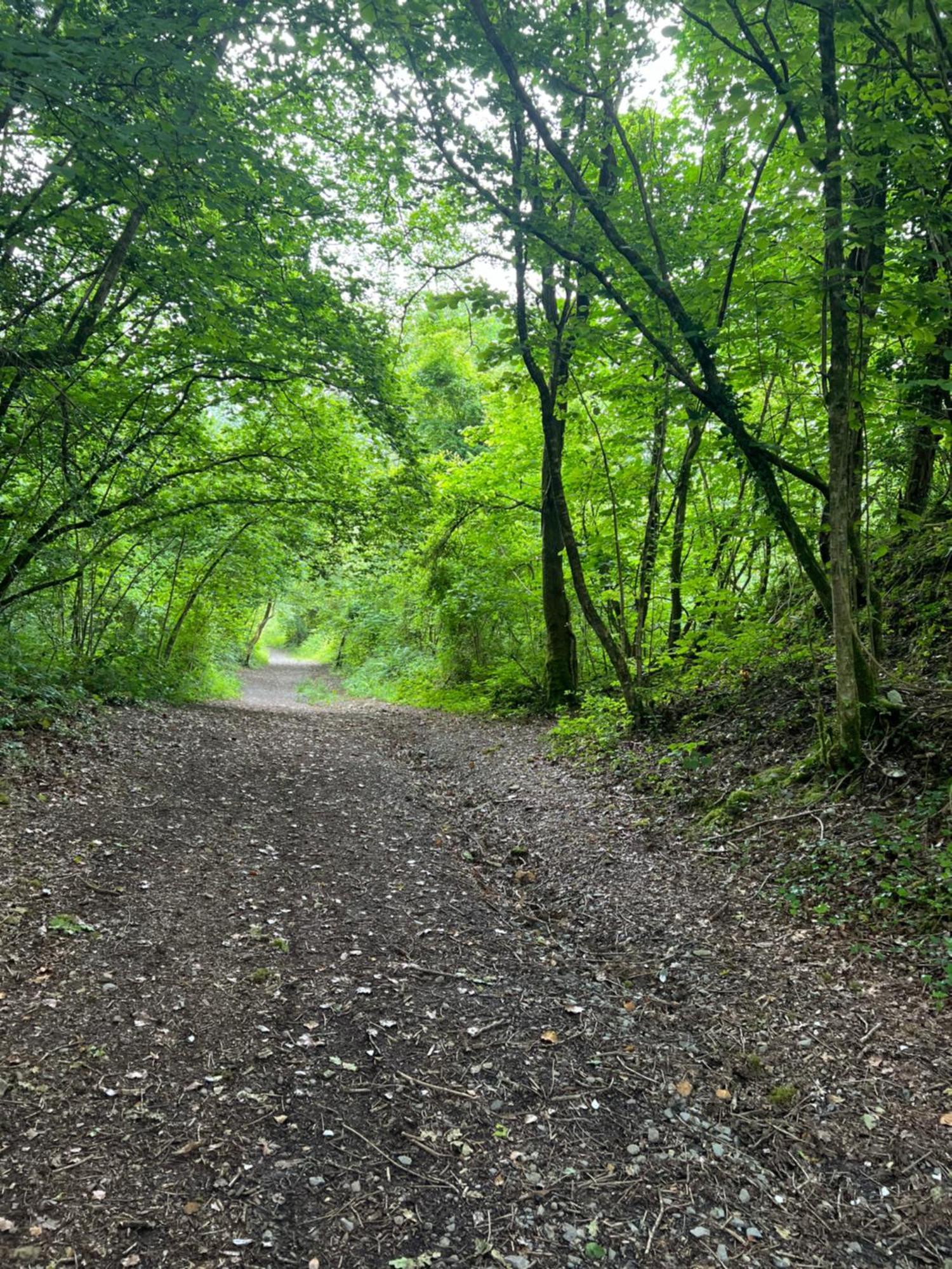 In The Woods *
