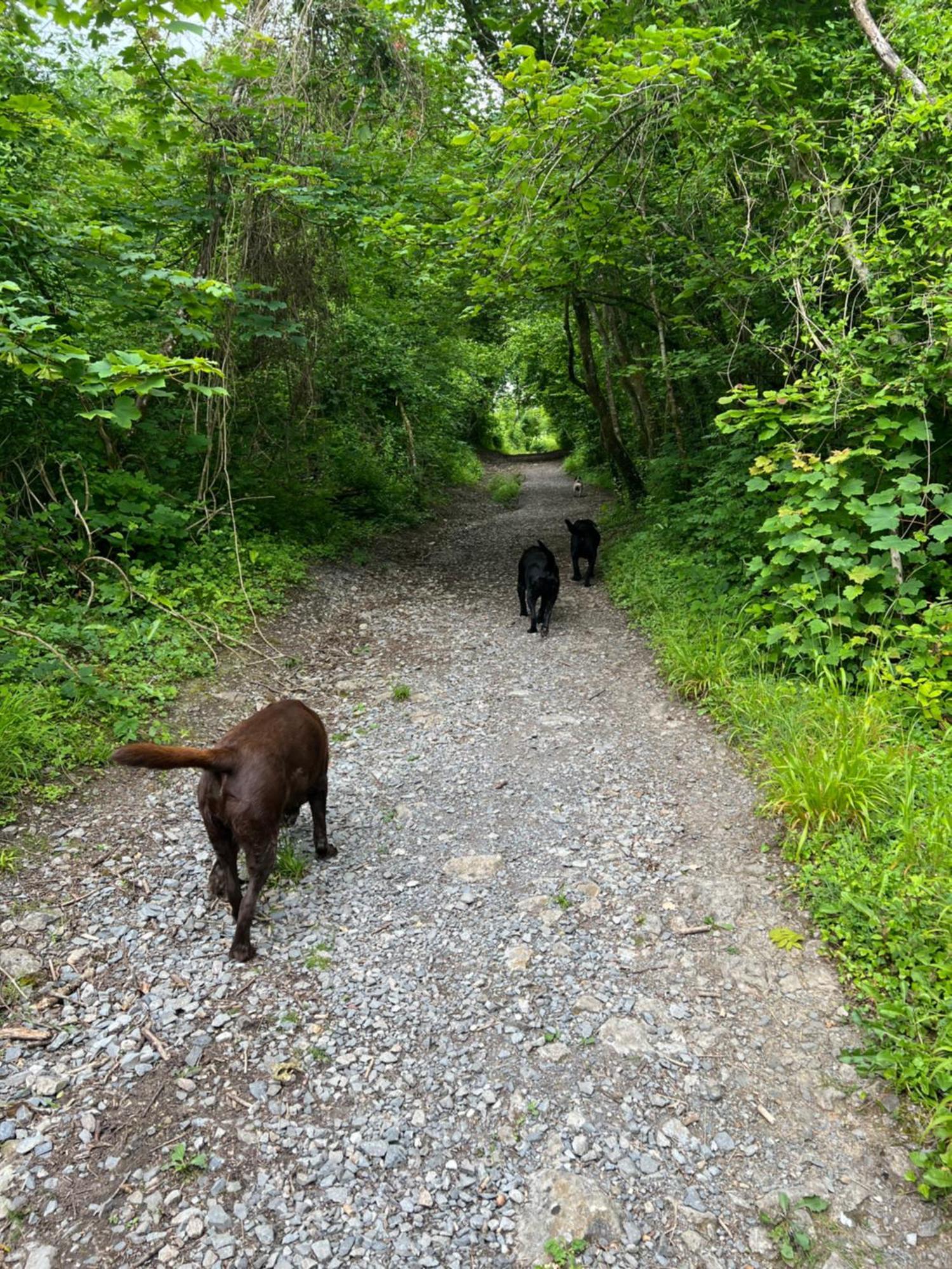 In The Woods Chalet Llandybie