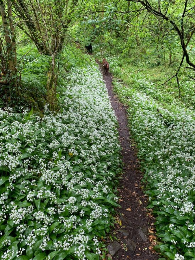 Chalé In The Woods Llandybie