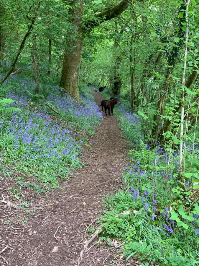 Chalé In The Woods